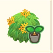 Gelb-Duftblütenbusch