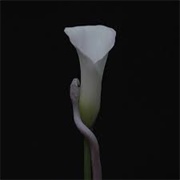 Animals as Leaders - Parrhesia