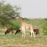 Bangr Weogo Park, Ouagadougou, Burkina Faso