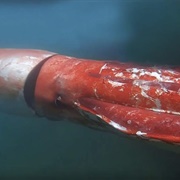 Colossal Squid