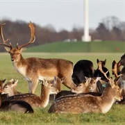 Phoenix Park, Dublin