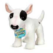 Bull Terrier