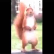Squirrel Nutkin