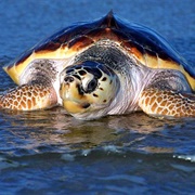 Loggerhead Sea Turtle