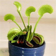 Venus Flytrap