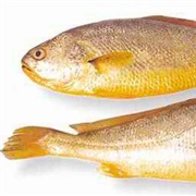Yellow Croaker