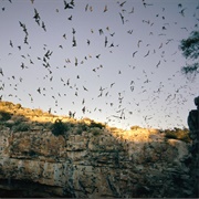 Carlsbad Sunset Bat Flight