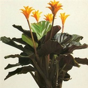 Calathea Tasmania