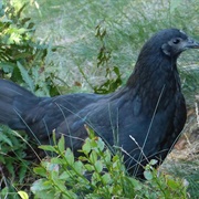 Bohuslan Dals Svarthona