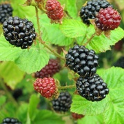 Blackberry-Picking in the UK