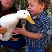 Duck Petting