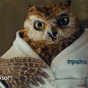 Trip Advisor Owl