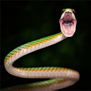 Hungry Snake