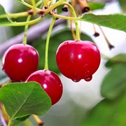 Saskachewan Prairie Cherries