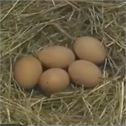 Five Brown Eggs