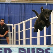 Dog Diving Show