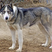 Seppala Siberian Sleddog