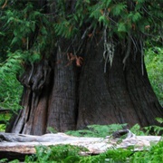 The Grandfather Tree in Idaho