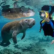 Manatee