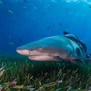 Lemon Shark