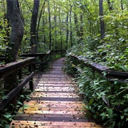 Pocomoke State Forest