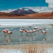 Eduardo Avaroa Andean Fauna National Reserve, Bolivia