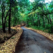 Janaki Forest