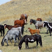 Wild Horses, Theodore Roosevelt National Park