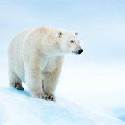 Polar Bear (Largest Bear Species)
