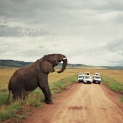Kruger National Park (South Africa)