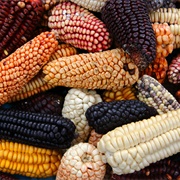 Eat Corn-On-The-Cobs of Different Colours in the Andes