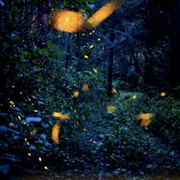 Nanacamilpa Santuario Luciérnagas