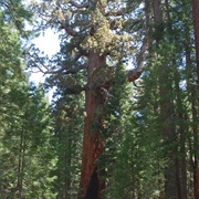 Grizzly Giant, Yosemite National Park, USA