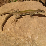 Gremxula Ta' Filfla (Two-Tailed Lizard)