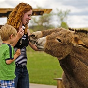 Burros of Custer State Park, SD