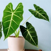 Alocasia Micholitziana