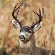 Columbia Black-Tail Deer