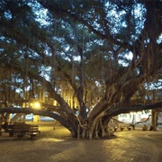 Haunted Banyan Tree