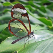 Glasswing Butterfly