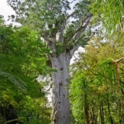 Waipoua Forest, New Zealand