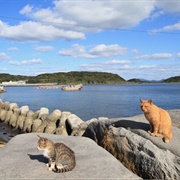 Ainoshima Cat Island, Fukuoka