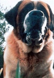 Cujo From Cujo (1983)