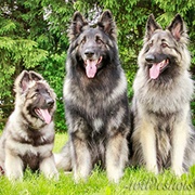 Shiloh Shepherd