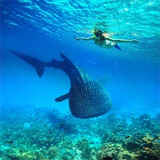 Whale Shark