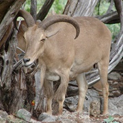Barbary Sheep