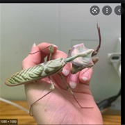 Devils Flower Mantis