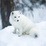 Arctic Fox