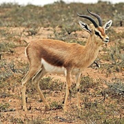 Dorcas Gazelle