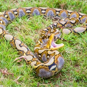 Reticulated Python (Longest Snake)