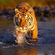 Sundarbans, Bangladesh/India